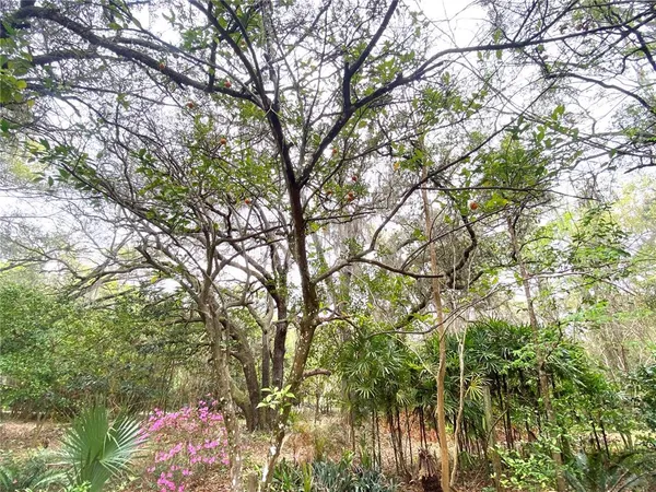 a view of backyard of house with green space