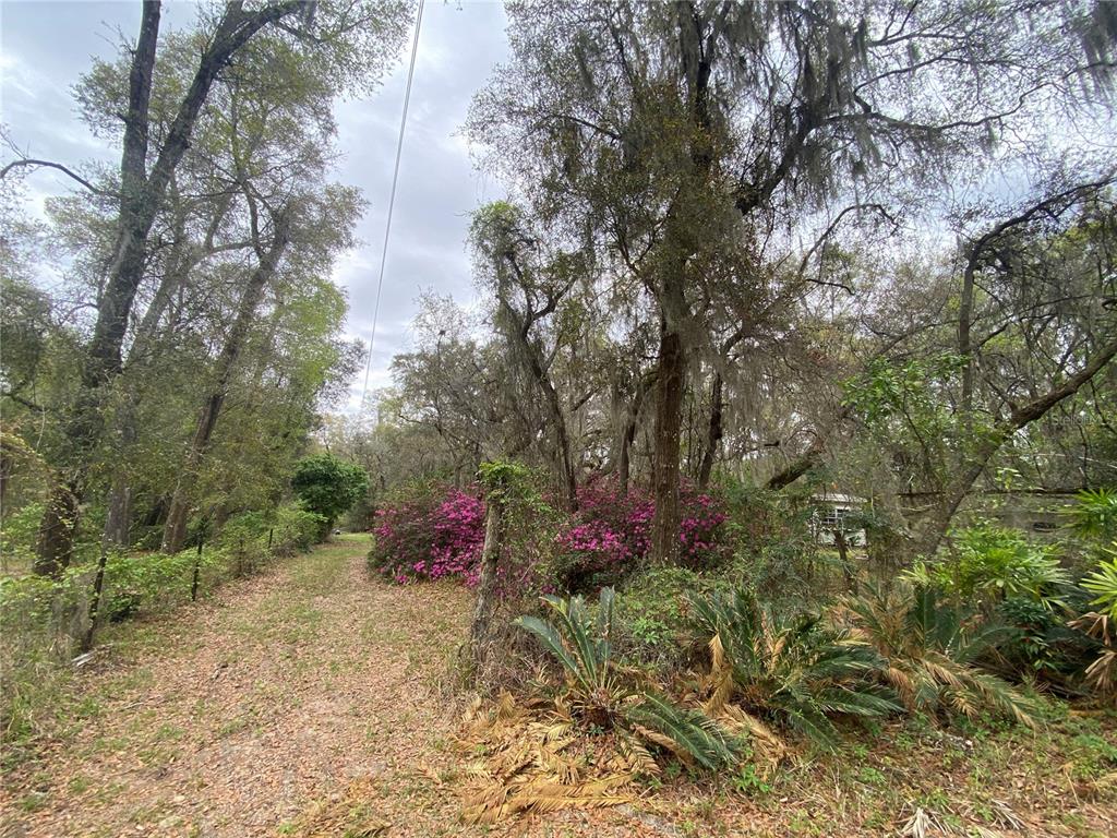 119 Twin Lakes Road Hawthorne, FL 32640 - Photo 21 of 66 a view of a plants with large trees