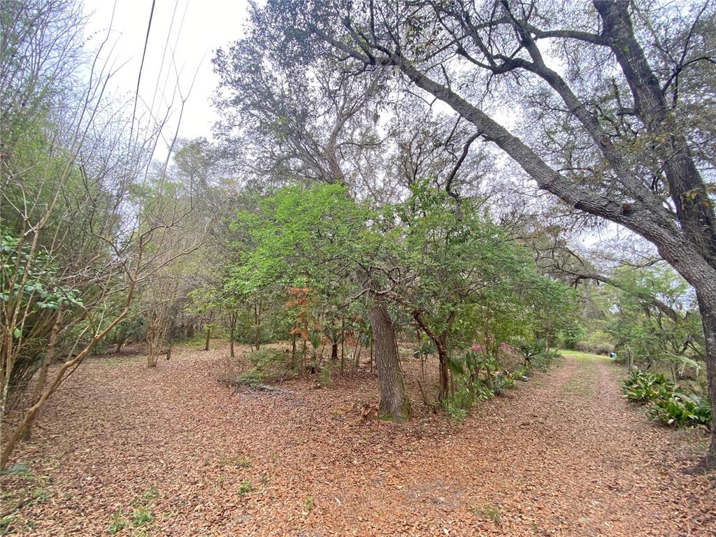 119 Twin Lakes Road Hawthorne, FL 32640 - Photo 4 of 66 a view of a forest with trees