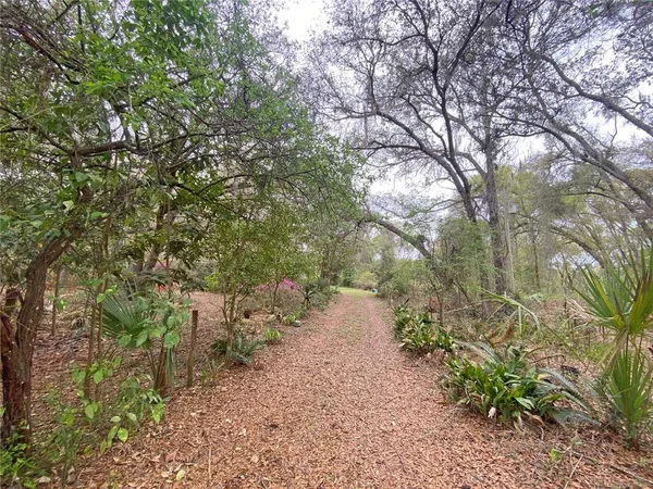 a view of a yard with plants and trees