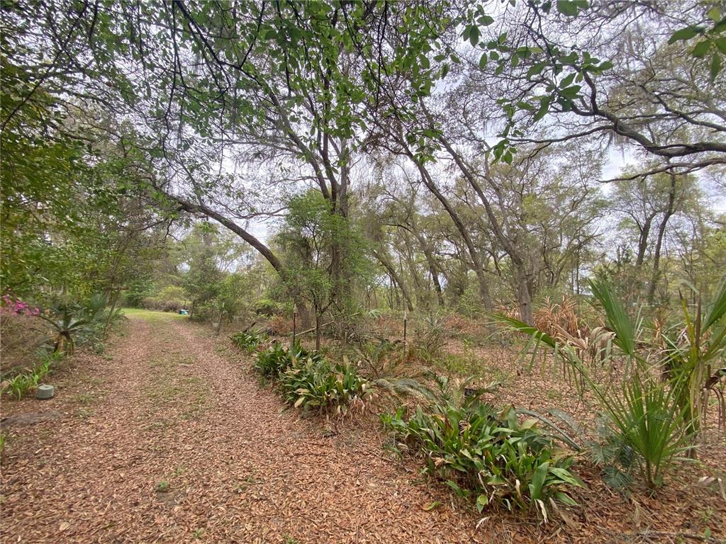 119 Twin Lakes Road Hawthorne, FL 32640 - Photo 6 of 66 a view of a yard with plants and trees