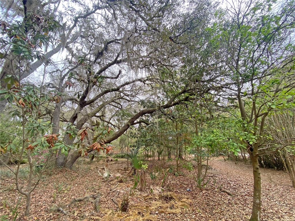 119 Twin Lakes Road Hawthorne, FL 32640 - Photo 63 of 66 a picture of tree