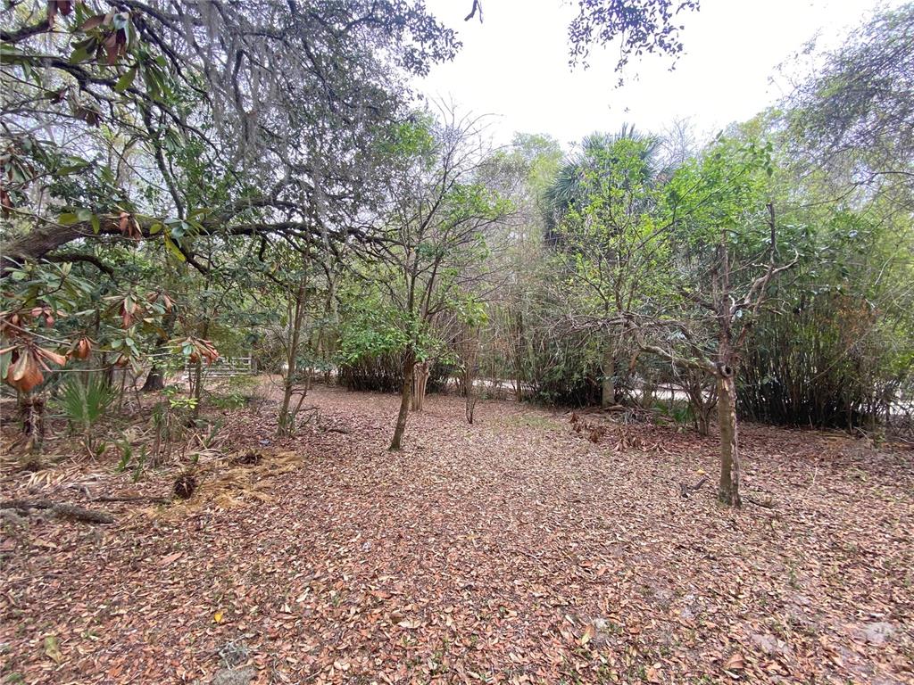 119 Twin Lakes Road Hawthorne, FL 32640 - Photo 64 of 66 a view of a forest with trees in the background