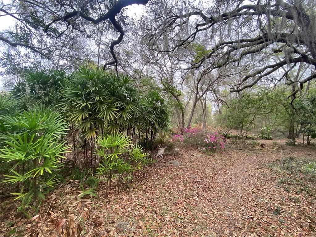 119 Twin Lakes Road Hawthorne, FL 32640 - Photo 65 of 66 a backyard of a house with lots of green space