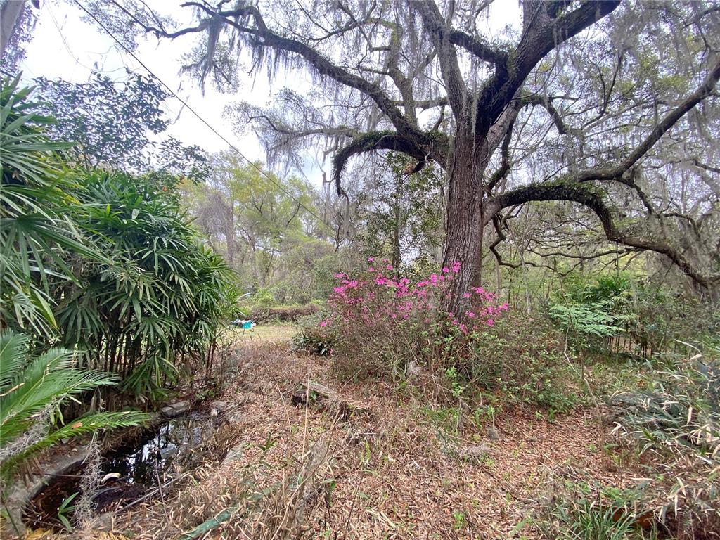 119 Twin Lakes Road Hawthorne, FL 32640 - Photo 66 of 66 a view of a yard with plants and trees