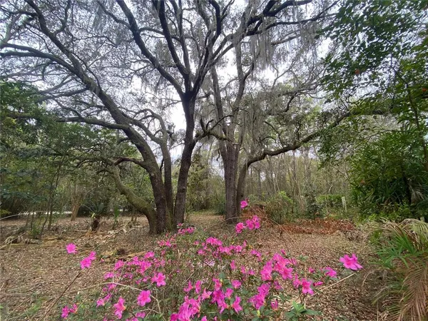 a picture of flowers