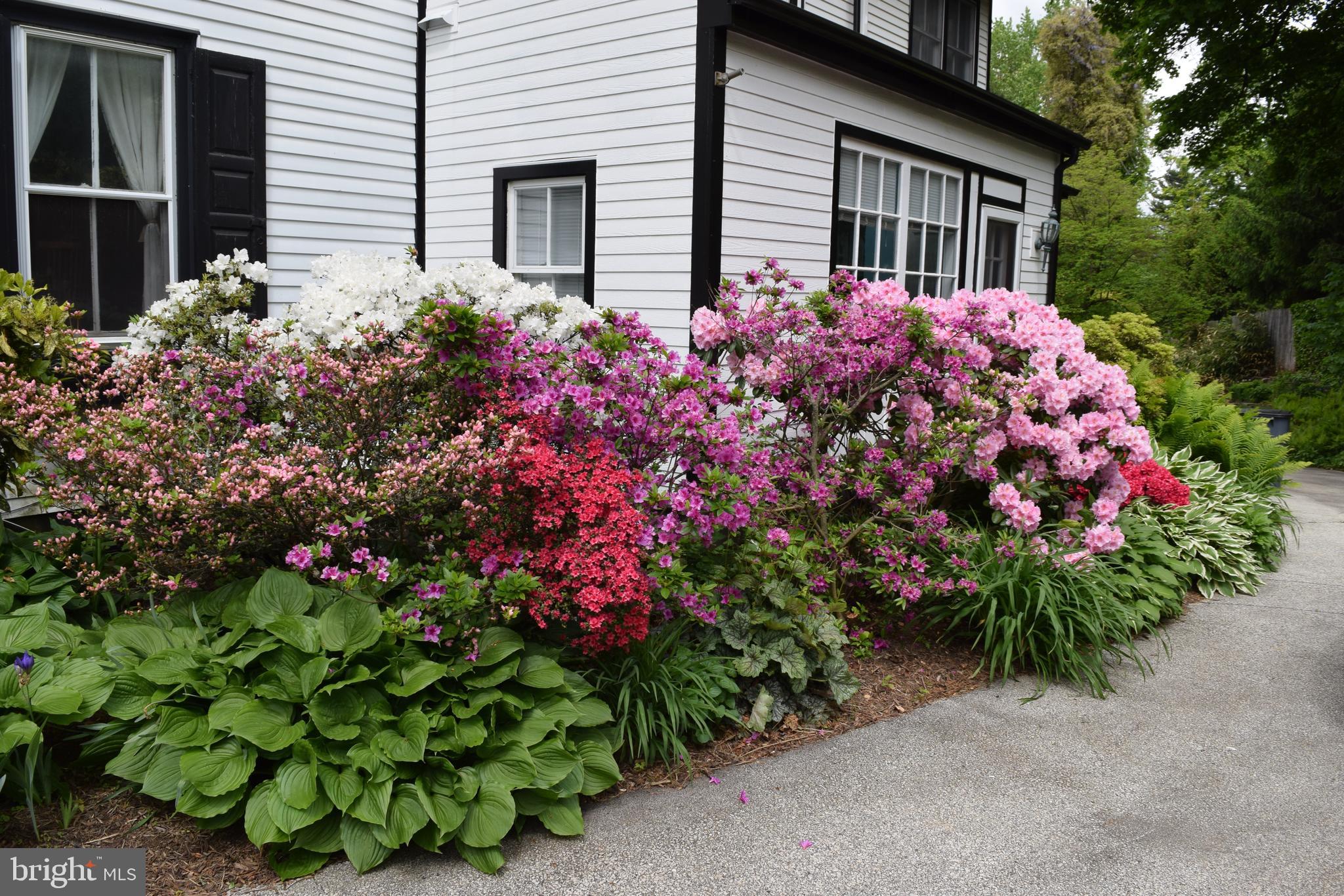 938 Summit Road Narberth, PA 19072 - Photo 56 of 60 Spring perennials