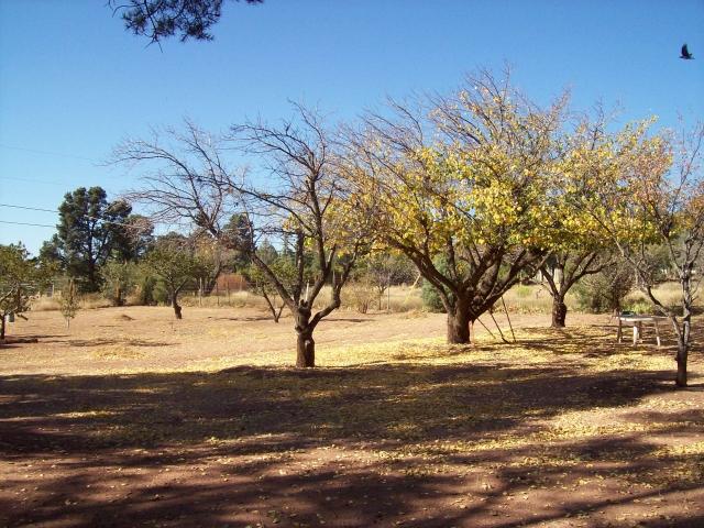 639 Pinon Road Star Valley, AZ 85541 - Photo 3 of 17 Fruit Trees