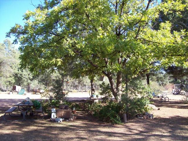 639 Pinon Road Star Valley, AZ 85541 - Photo 10 of 17 Outside 4