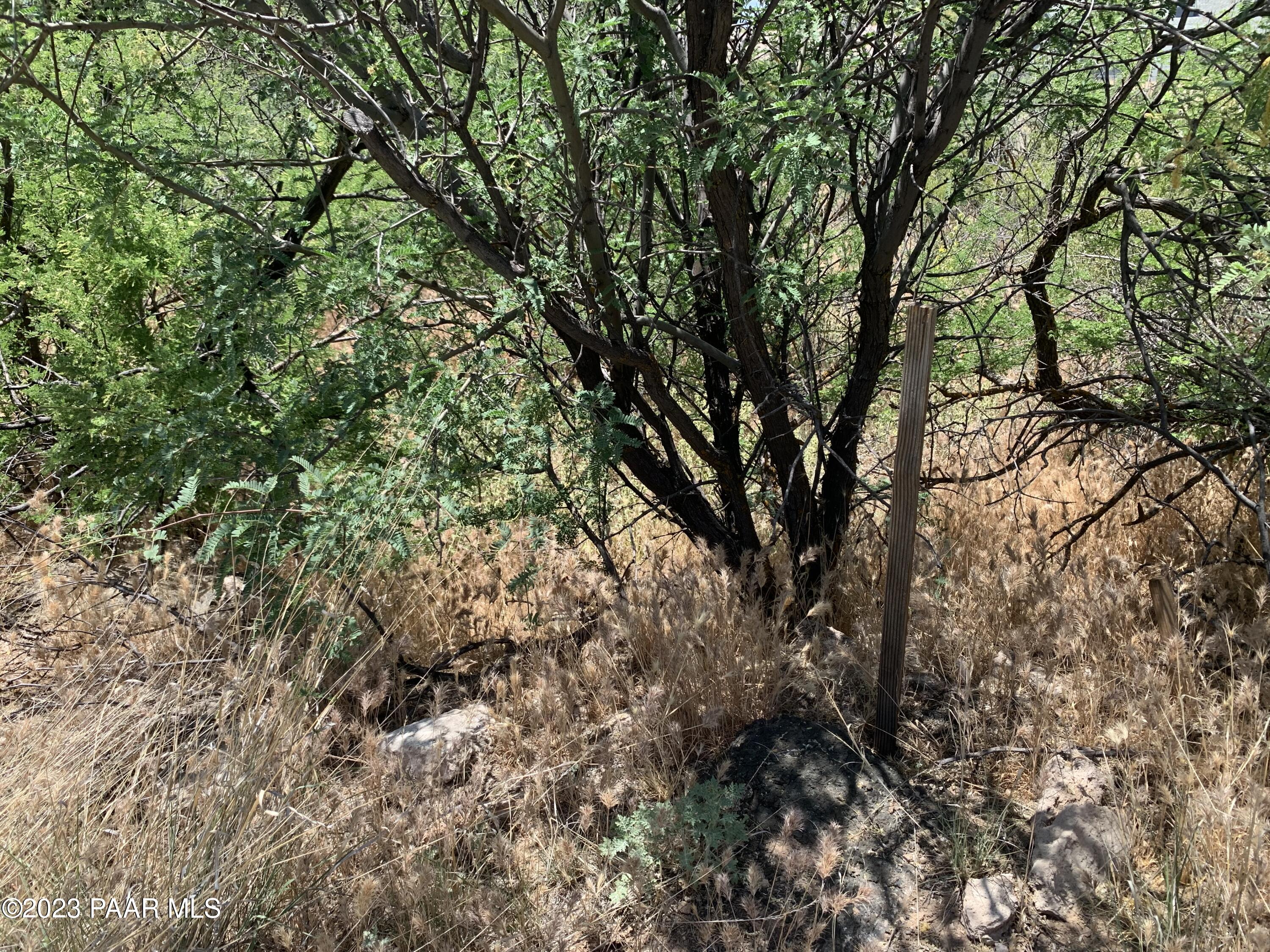 4839 East Beaver Creek Road Rimrock, AZ 86335 - Photo 19 of 22 a view of a tree in a yard