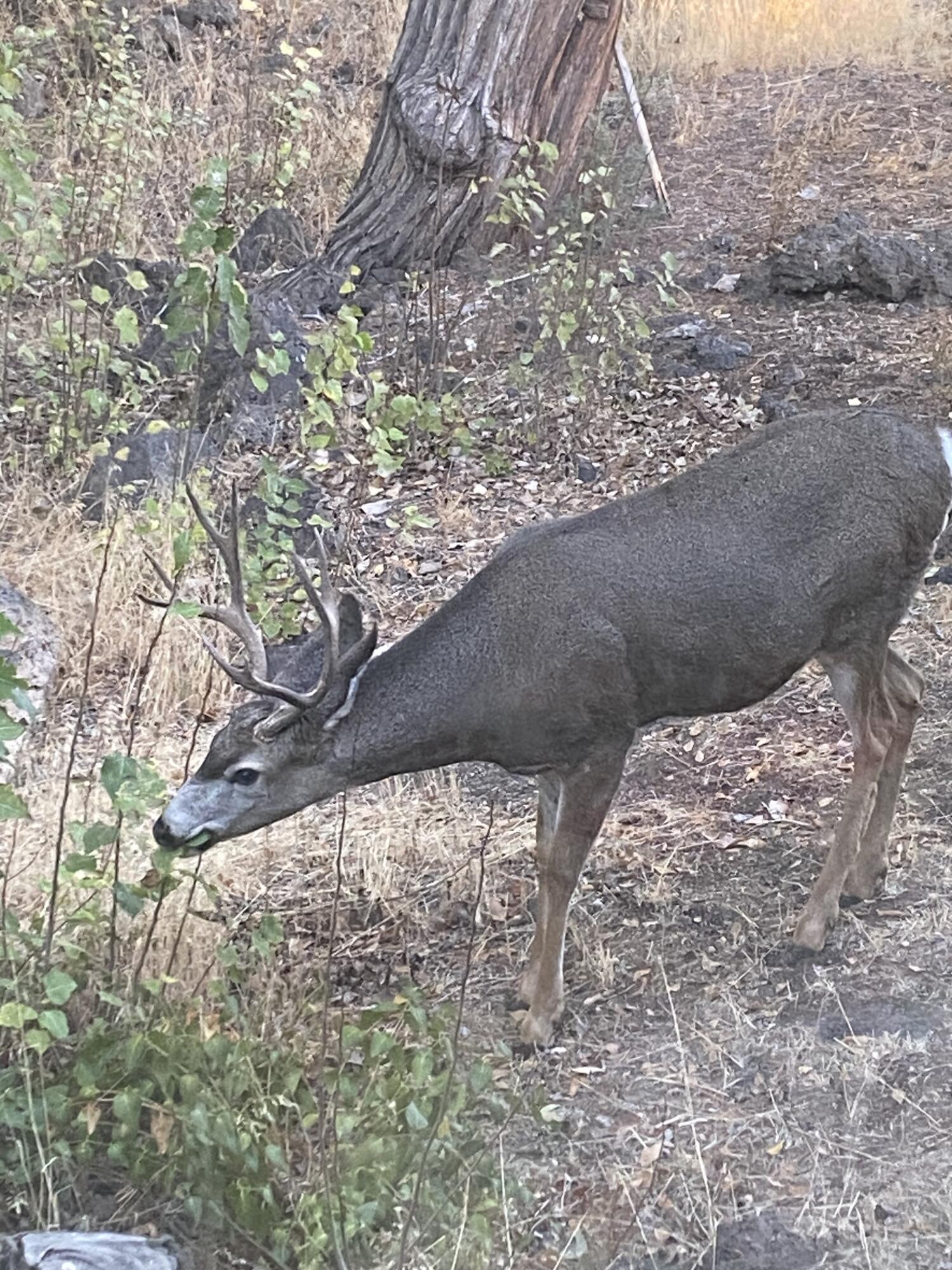61212 Obernolte Road Bend, OR 97701 - Photo 35 of 49 32 Deer Obernolte