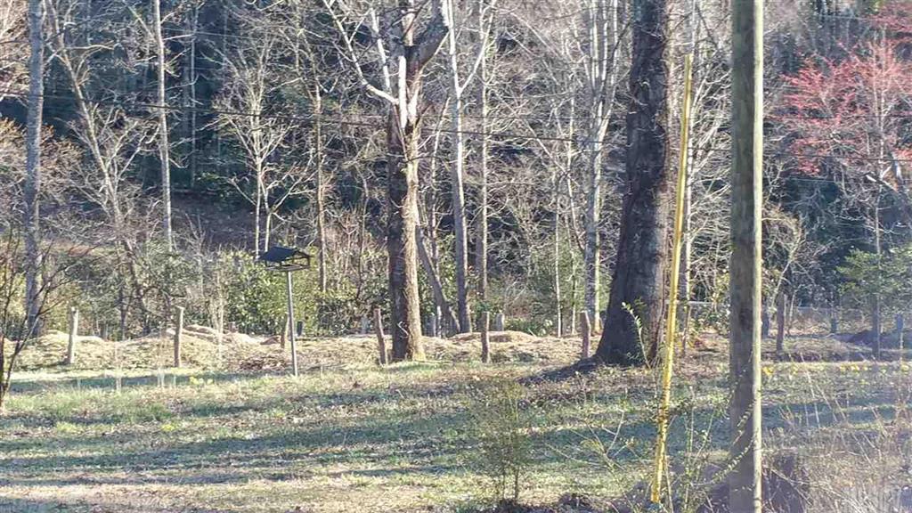 0 Fonta Flora Road Nebo, NC 28761 - Photo 3 of 10 Gallery Image 3