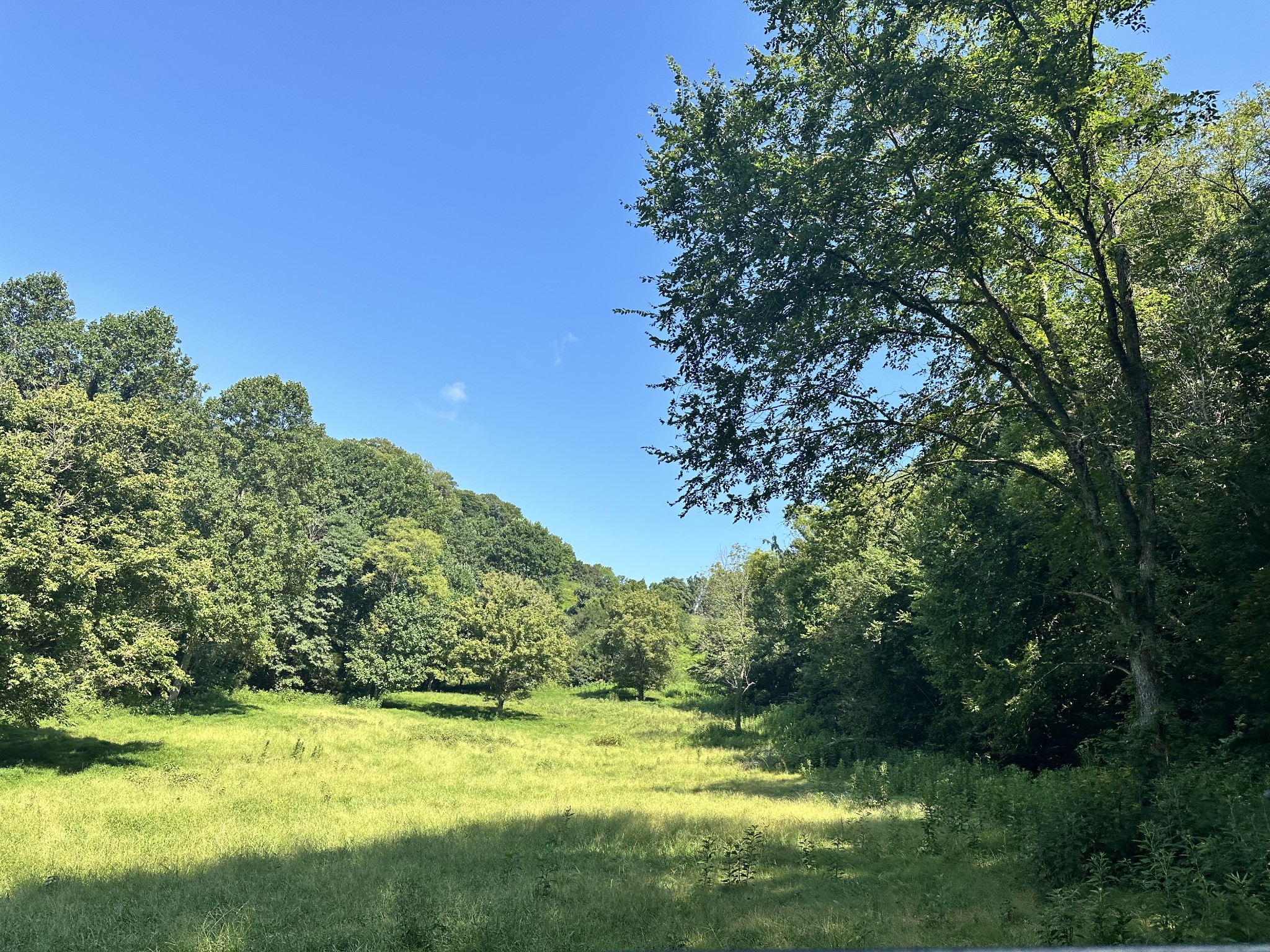 167 Green Hill Road Pleasant Shade, TN 37145 - Photo 4 of 43 a view of a trees in a yard