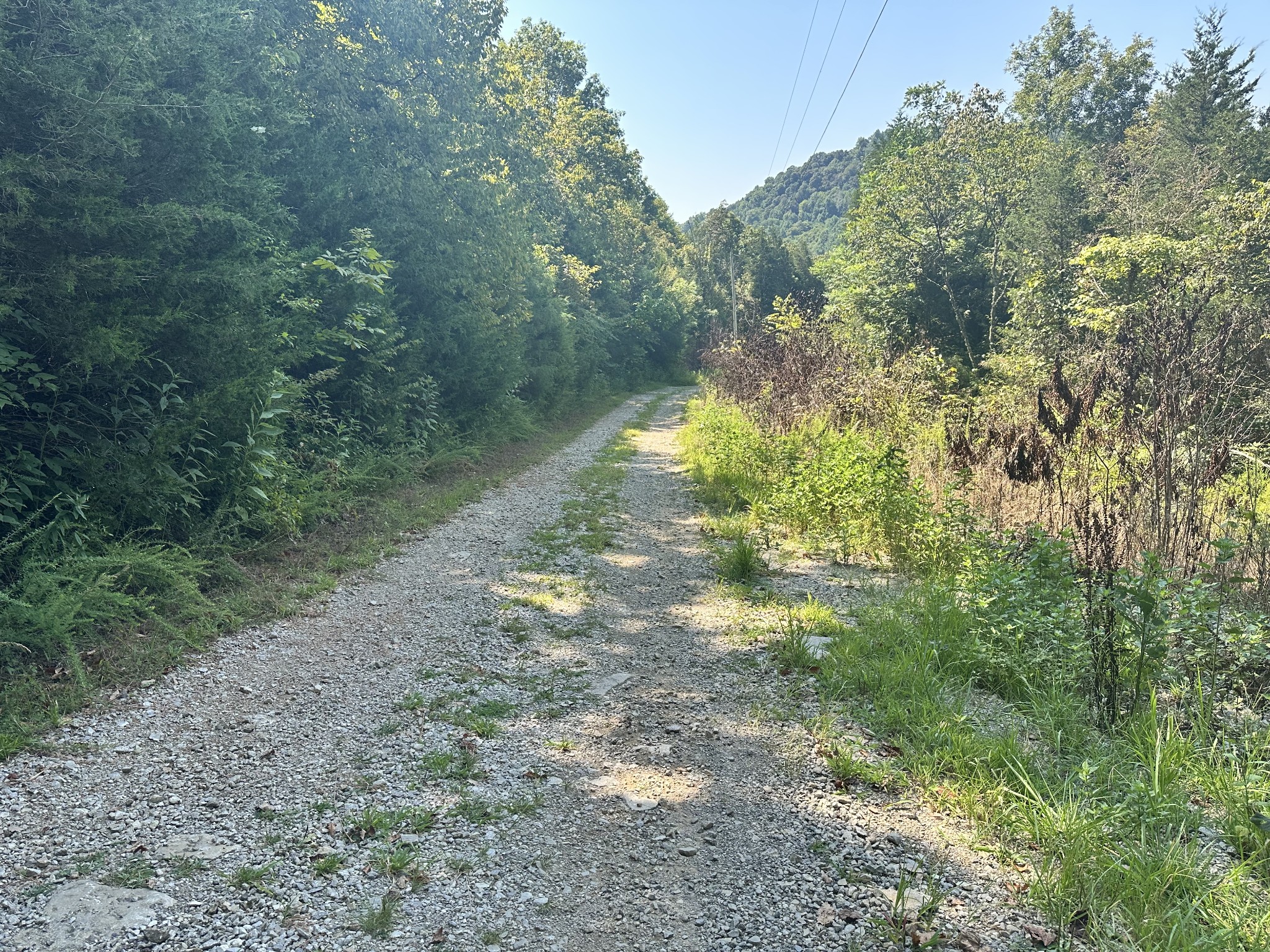 167 Green Hill Road Pleasant Shade, TN 37145 - Photo 10 of 43 a view of a forest with a trees