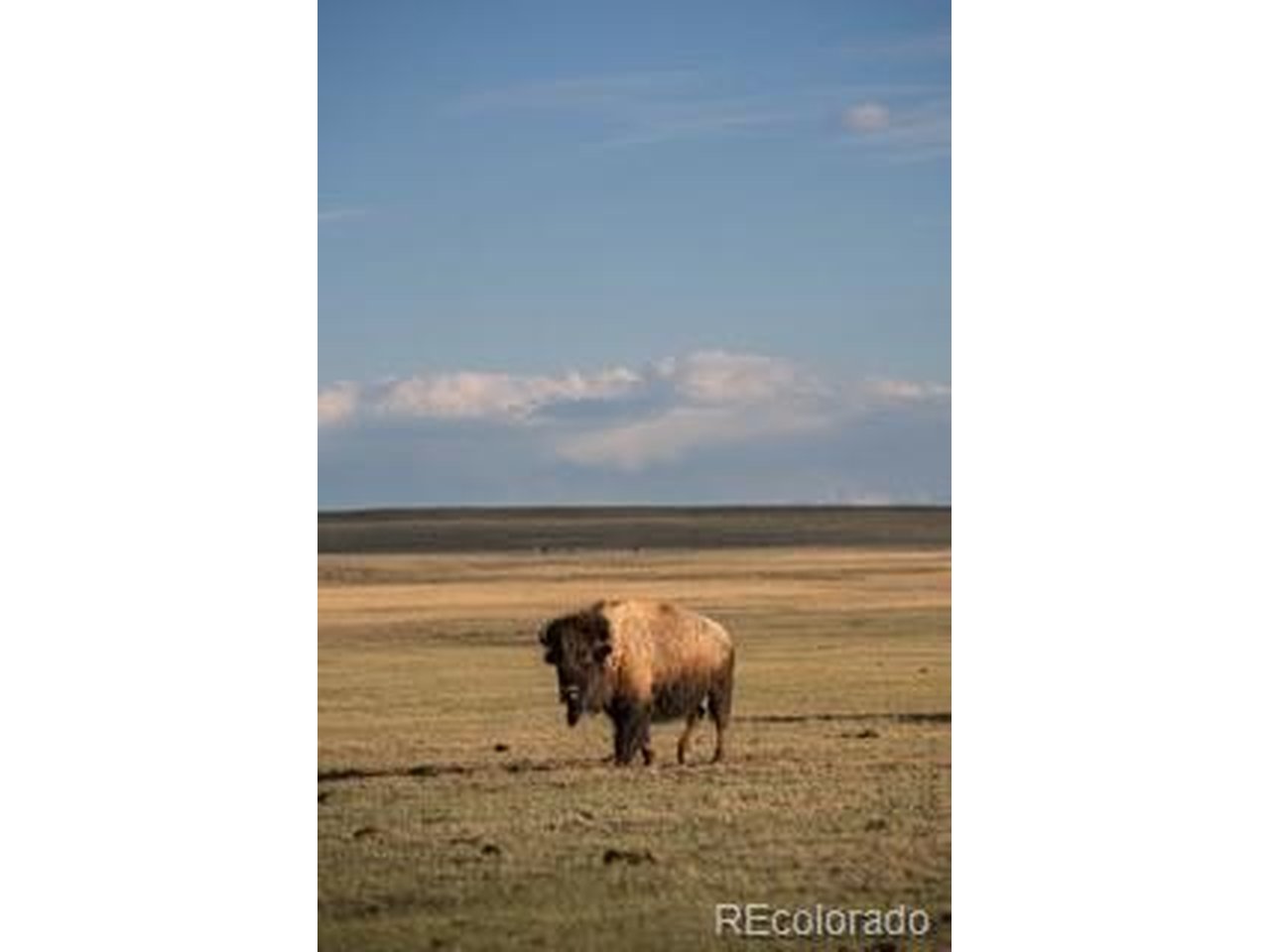33185 9th Hartsel, CO 80449 - Photo 1 of 17