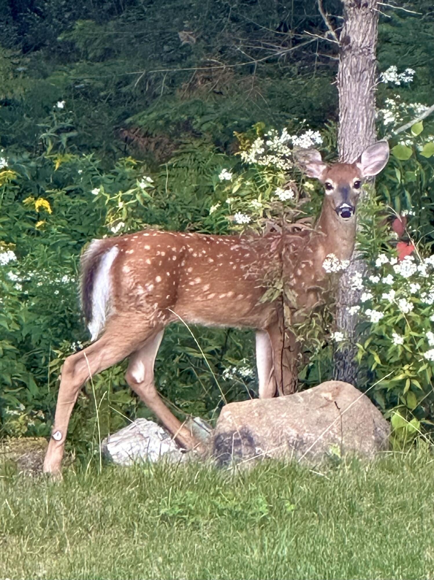 170 Partridge Cove Road Lamoine, ME 04605 - Photo 39 of 43 Wildlife on Property