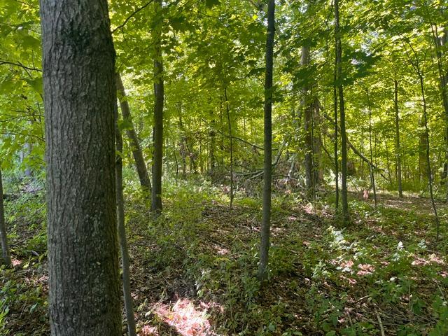 Lot 2 County Road Woodville, WI 54028 - Photo 2 of 15 Gallery Image 2