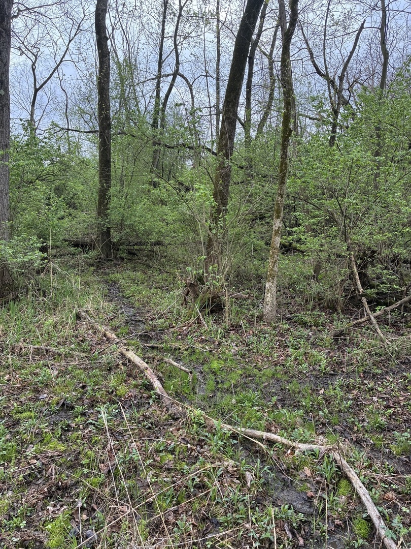 12934 West Hadley Road Homer Glen, IL 60491 - Photo 5 of 7 a view of a lush green forest