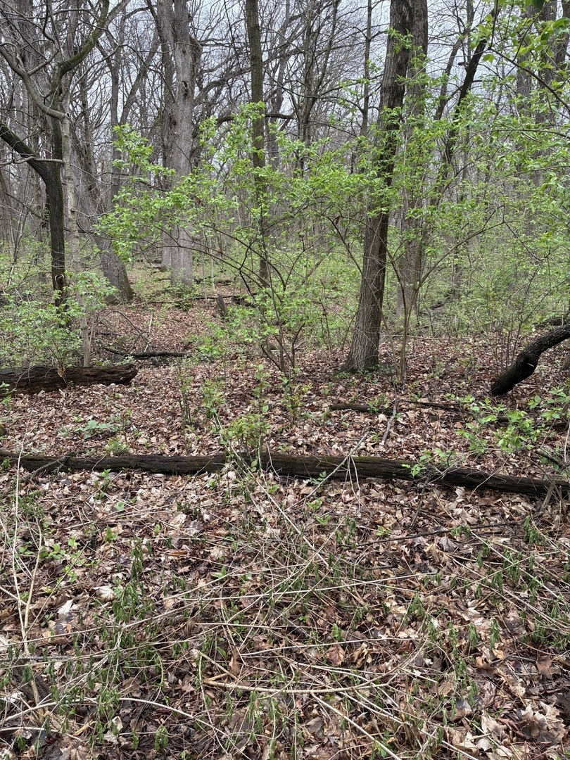 12934 West Hadley Road Homer Glen, IL 60491 - Photo 7 of 7 a view of a forest with trees
