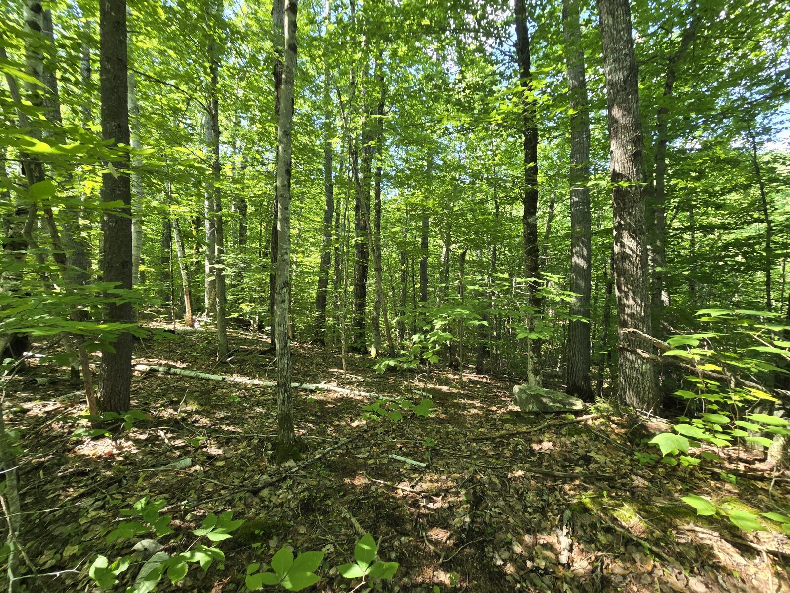 Lot 67 Temple Road Temple, ME 04984 - Photo 11 of 23 20260624_093649
