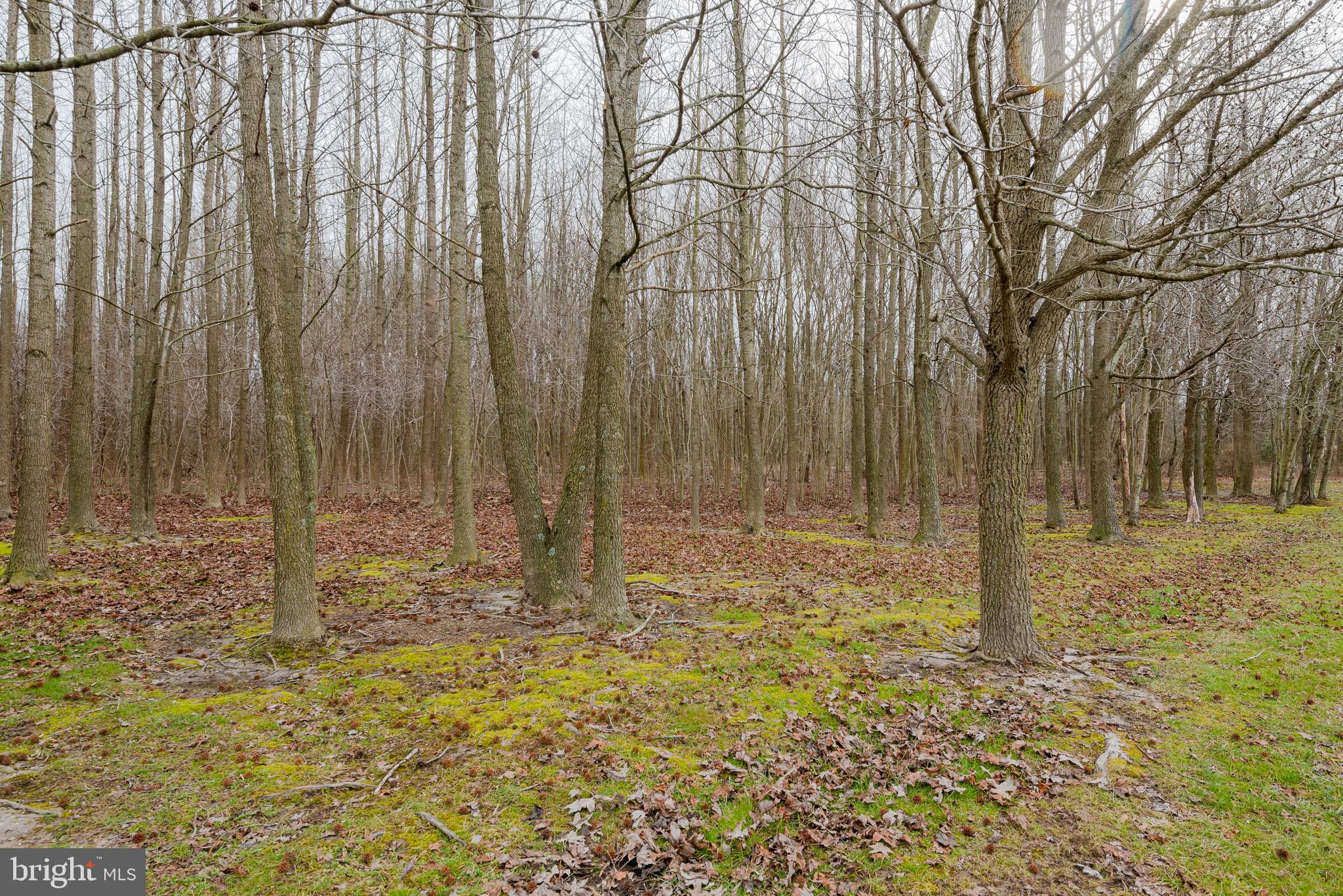 822 Duhamel Corner Road Marydel, MD 21649 - Photo 61 of 63