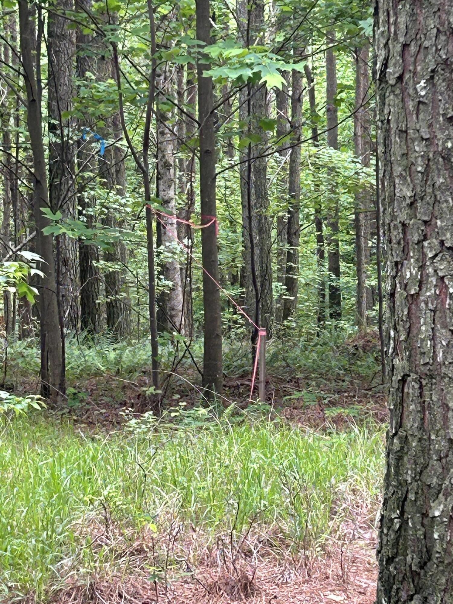 1771 Crockett Point Jasper, TN 37347 - Photo 18 of 40 a view of a forest