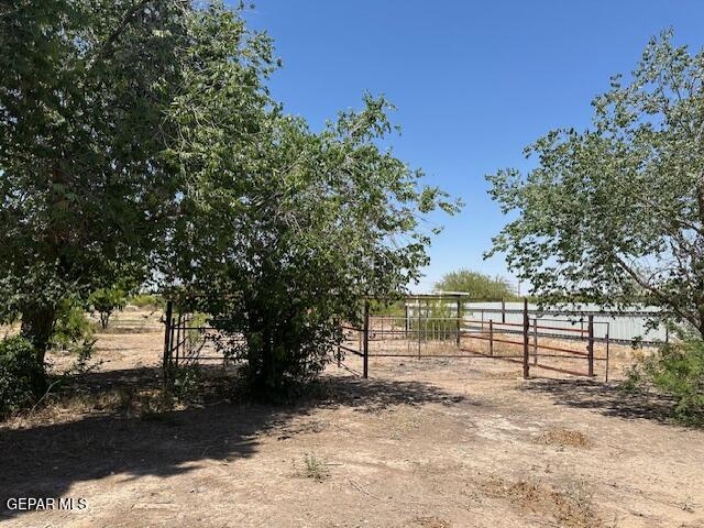 250 Trotter Court Anthony, NM 88021 - Photo 4 of 8 a view of a yard with plants and trees