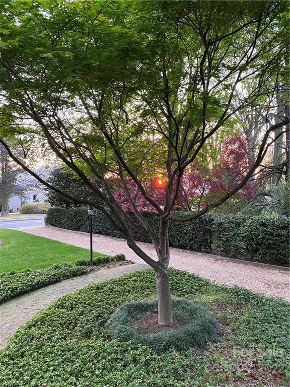 2701 Sharon Road Charlotte, NC 28211 - Photo 38 of 40 a tree in the middle of a garden