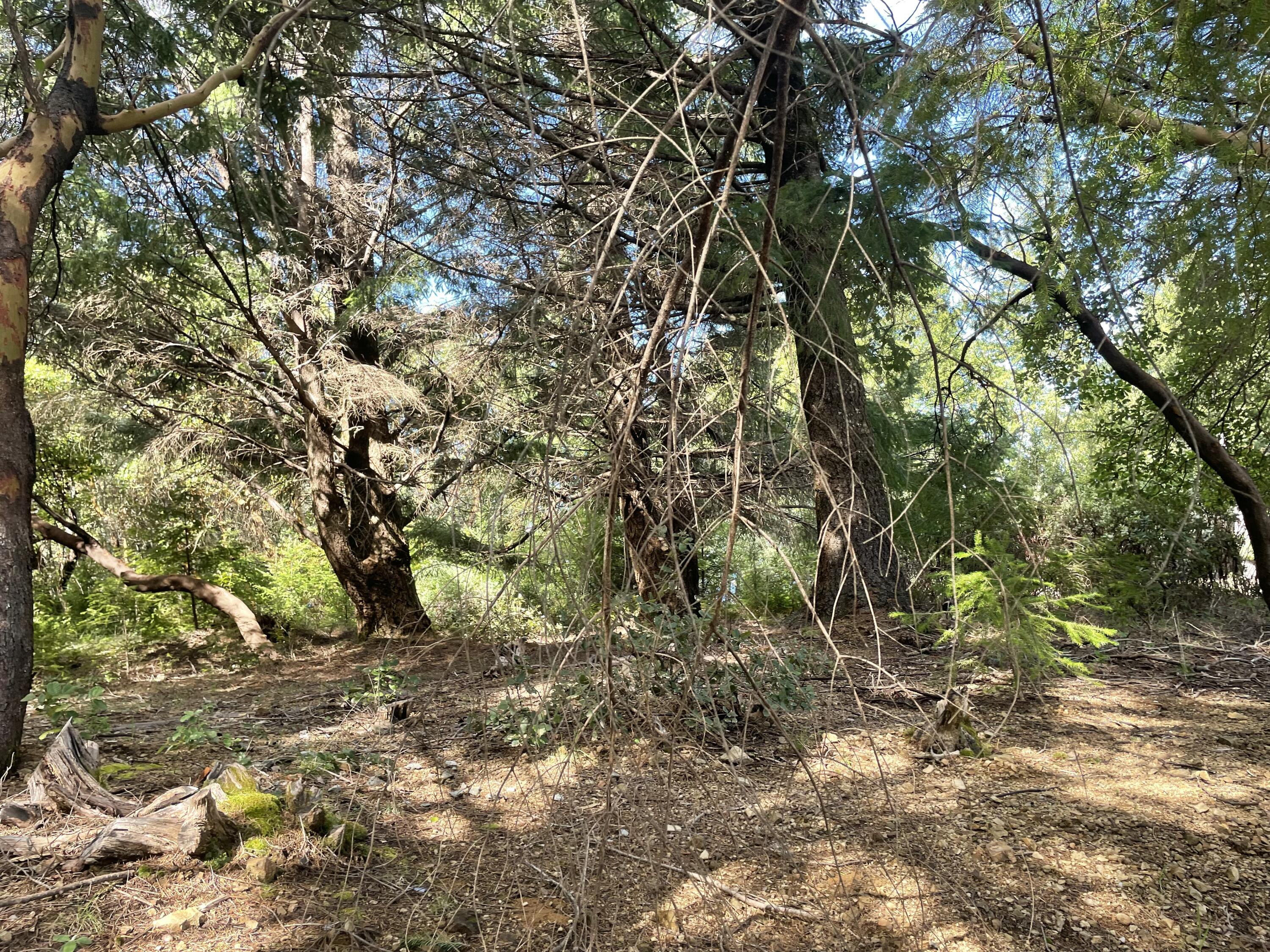 463 Cook Road Shelter Cove, CA 95589 - Photo 7 of 9
