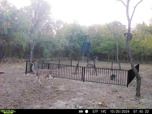 a view of a yard with wooden fence