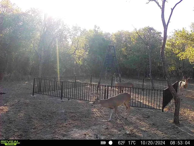 a view of a yard with trees in the background