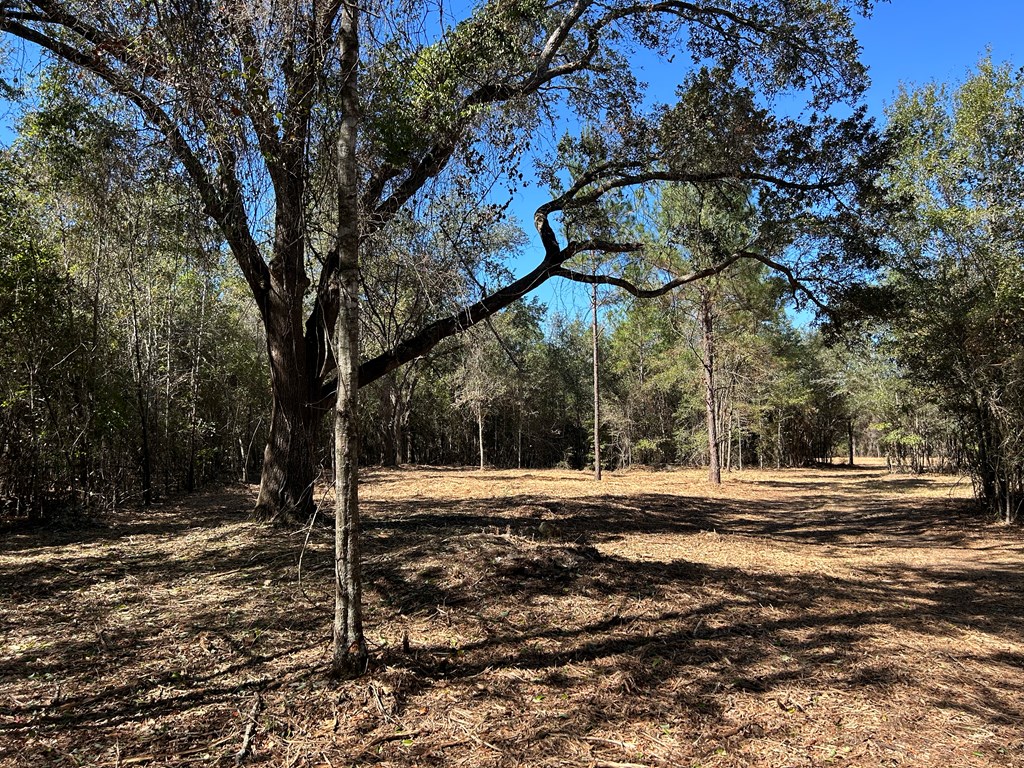 20-ac Coot Adams Road Ashford, AL 36312 - Photo 16 of 28