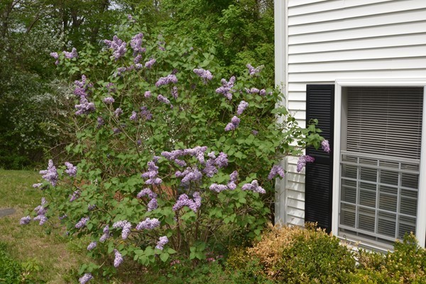 11 Elm Road Littleton, MA 01460 - Photo 21 of 24 Gallery Image 21