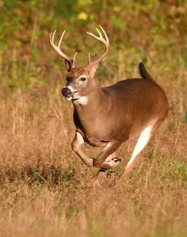 a view of a lake in middle of forest