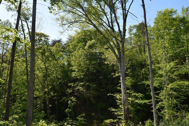 5 Raven Hill Road Tazewell, TN 37879 - Photo 5 of 22 DSC_0949-001