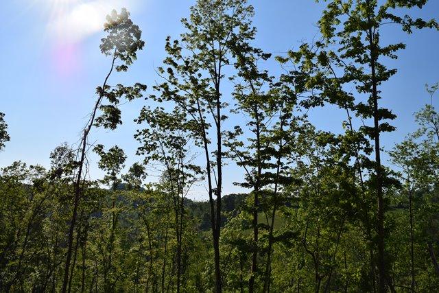 5 Raven Hill Road Tazewell, TN 37879 - Photo 7 of 22 DSC_0951-001