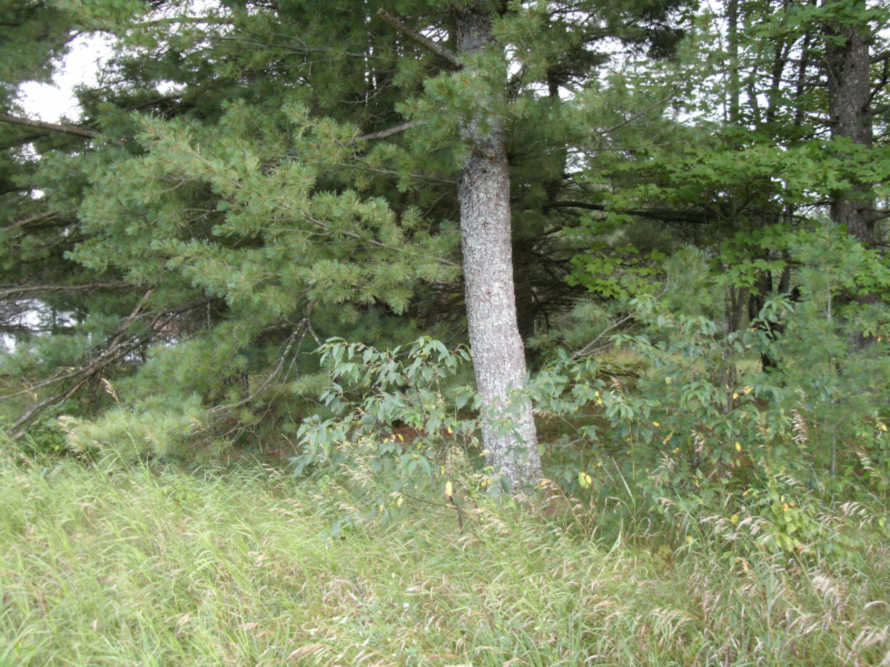 4 West 4 Mile Road Irons, MI 49644 - Photo 1 of 1 vicent