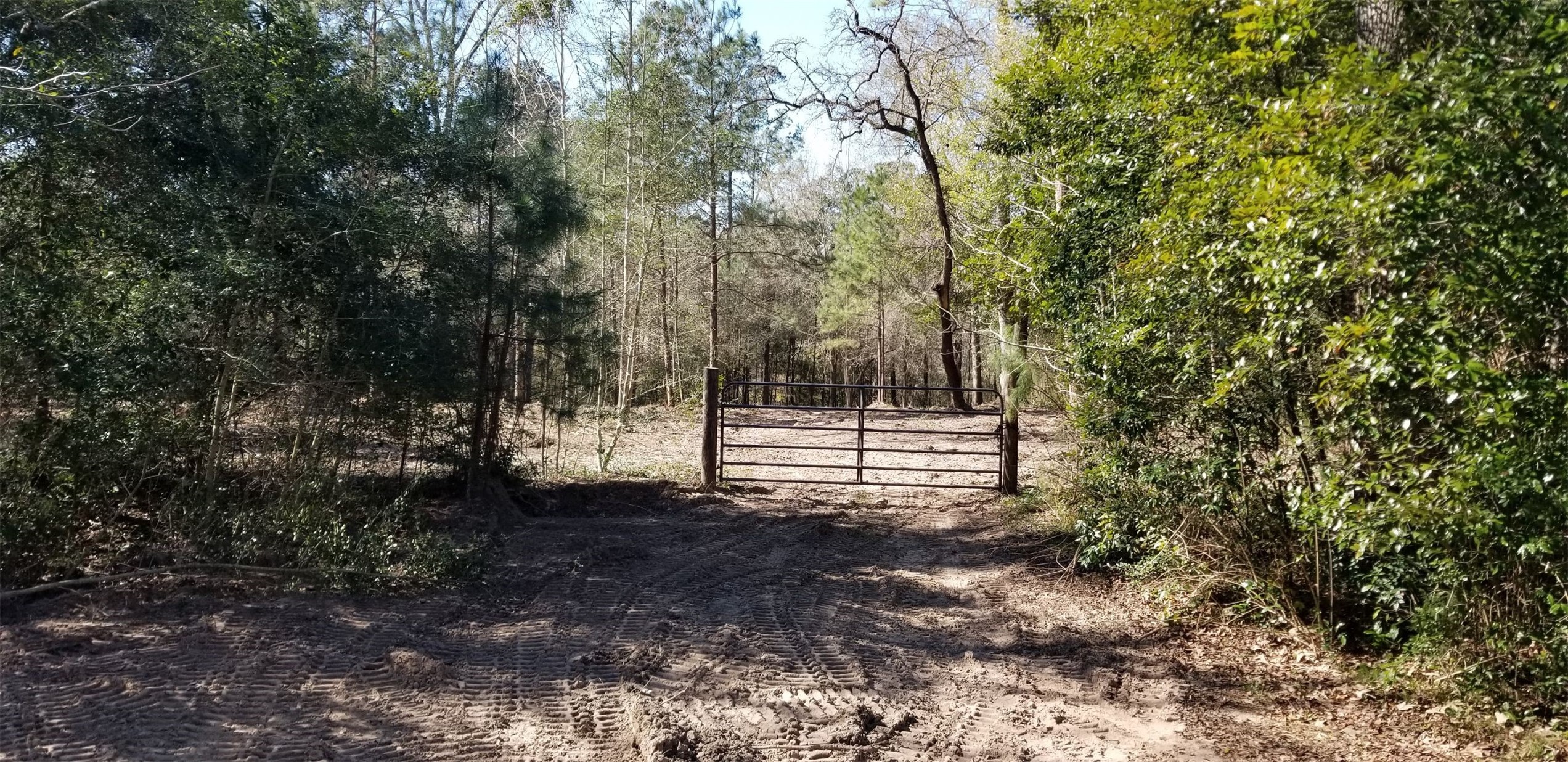 Tbd Linwood Conroe, TX 77304 - Photo 4 of 6 a view of backyard and trees