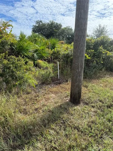 a big tree in middle of the green space
