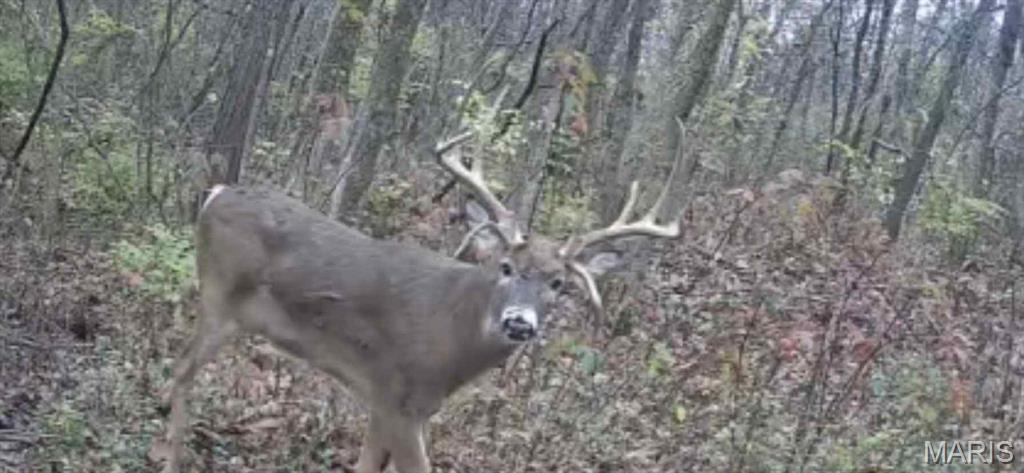 1965 Stringtown Road Sorento, IL 62086 - Photo 36 of 45