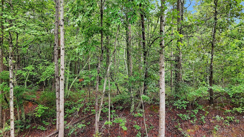 5 State Rd S-4-97 Anderson, SC 29621 - Photo 15 of 15 A tranquil, tree-filled landscape offers a private and verdant setting for your future home.