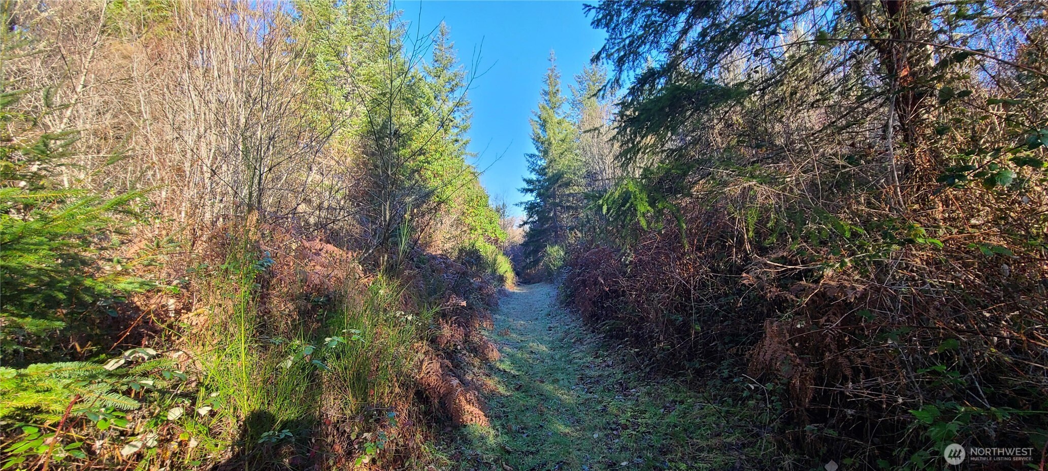 0 Cornwall Road Northwest Lakebay, WA 98349 - Photo 12 of 14 a backyard of a house with lots of trees