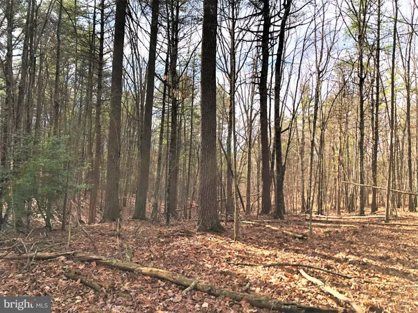 a view of large trees with plants in front of it