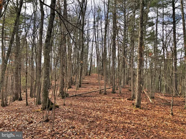 a backyard of a house with lots of trees