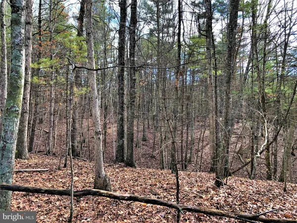 a view of a forest filled with trees