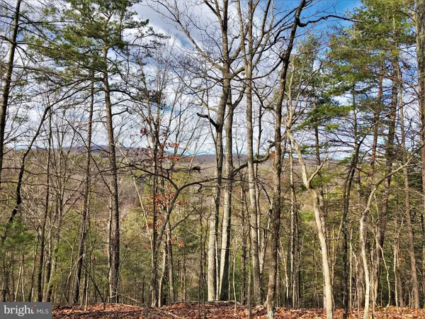 a view of a forest with lots of trees