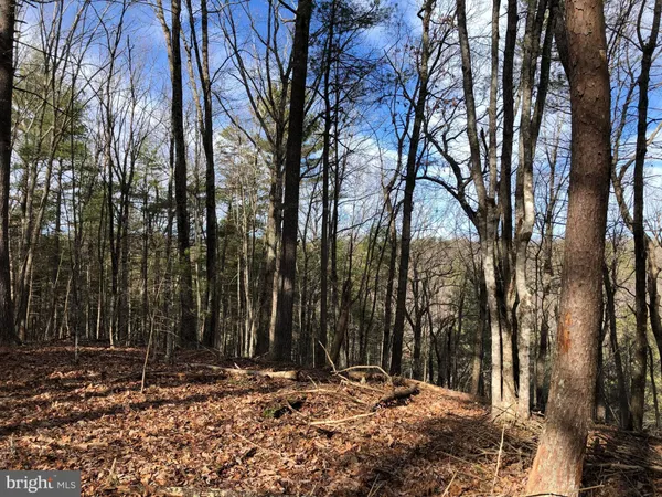 a view of a yard covered with trees