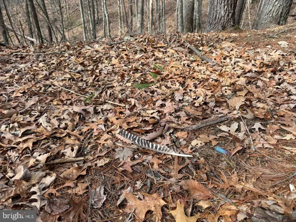 a view of a large tree
