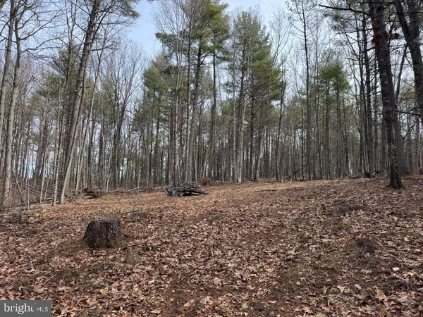a view of a backyard with large trees