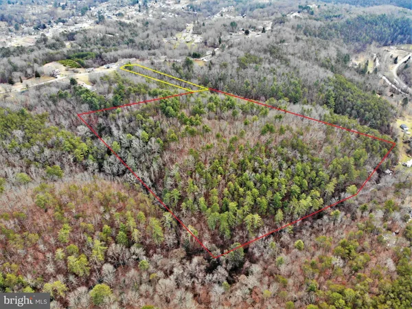 a view of a forest with a tree